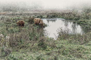 Foggy Morning - Free image #456827